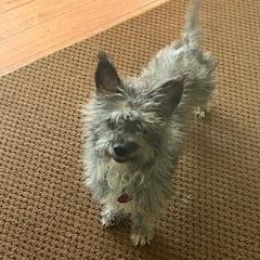 Sweet Potato Casserole, Adoptable, Adult Male Terrier.