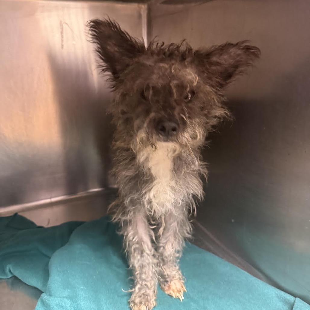 Enlarge Sweet Potato Casserole, a Adoptable Terrier in Northbrook, IL image 2/3