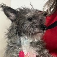 Enlarge Sweet Potato Casserole, a Adoptable Terrier in Northbrook, IL image 3/3
