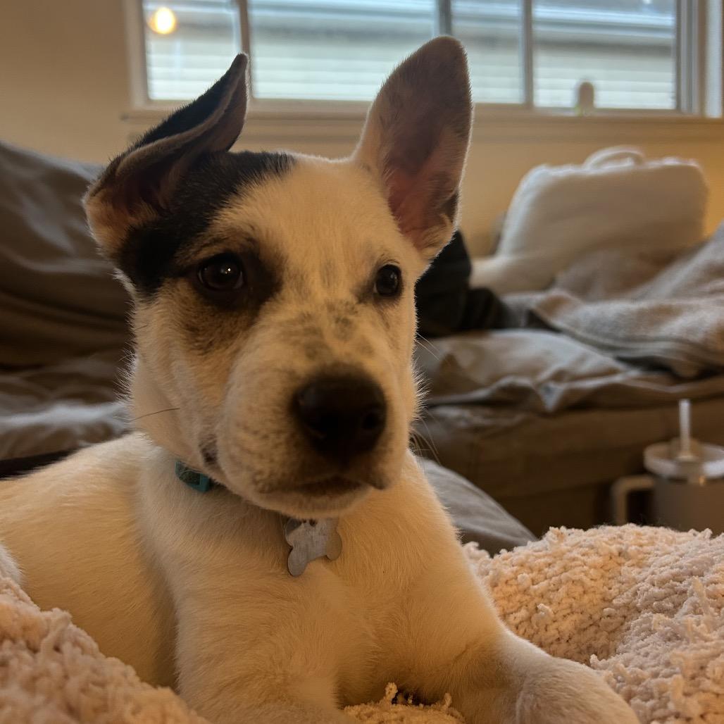 Enlarge Conner, a Adoptable mixed breed in Fort Collins, CO image 1/6