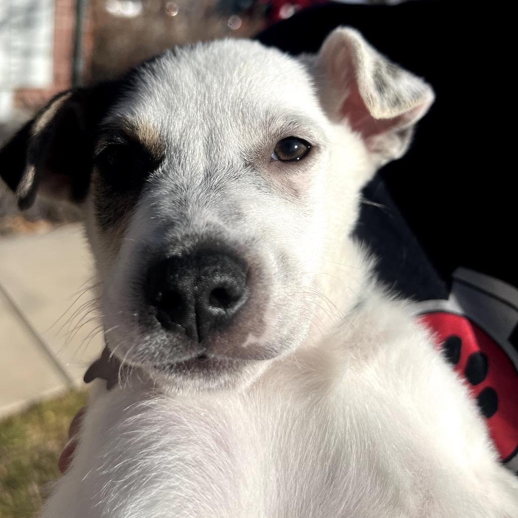 Enlarge Conner, a Adoptable mixed breed in Fort Collins, CO image 1/4