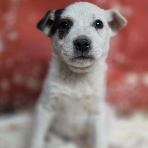 Enlarge Conner, a Adoptable mixed breed in Fort Collins, CO image 2/4