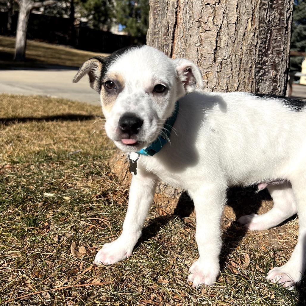Enlarge Conner, a Adoptable mixed breed in Fort Collins, CO image 3/4