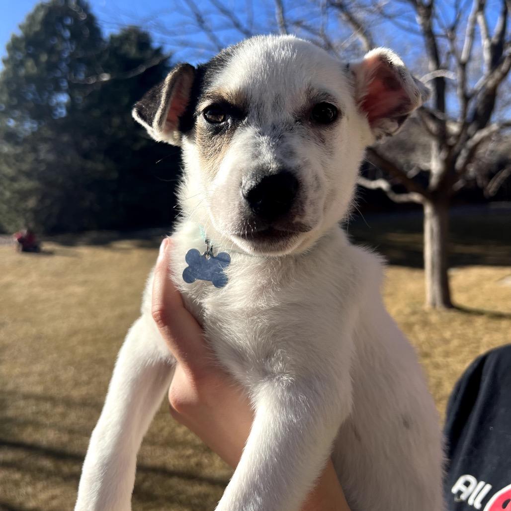 Enlarge Conner, a Adoptable mixed breed in Fort Collins, CO image 4/4