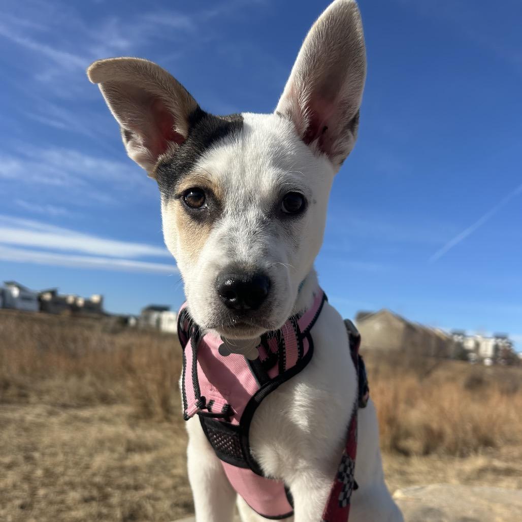 Enlarge Conner, a Adoptable mixed breed in Fort Collins, CO image 6/6