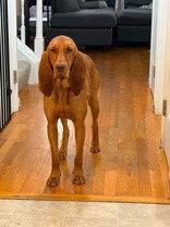 Ginger, Adoptable, Adult Female Bloodhound.
