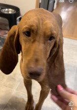 Enlarge Ginger, a Adoptable Bloodhound in Newport, KY image 2/2