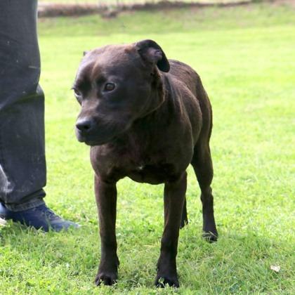 Tallulah, Adoptable, Adult Female Terrier & Mixed Breed.