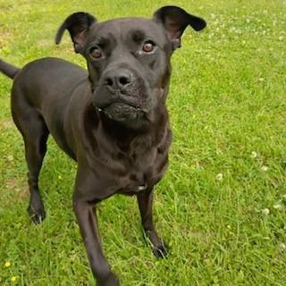 Tallulah, a Adoptable mixed breed in Tyler, TX image 2/3