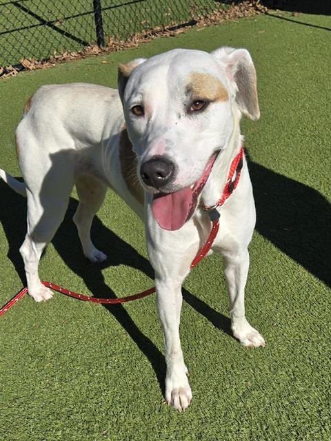 CHILLY, Adoptable, Adult Female American Bulldog.