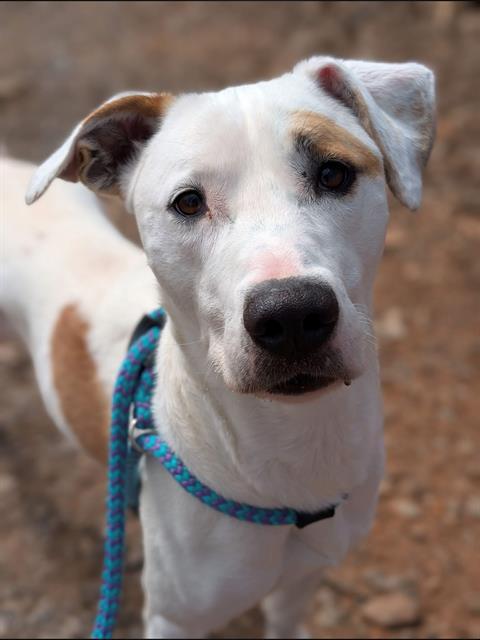 CHILLY, Adoptable, Adult Female American Bulldog.