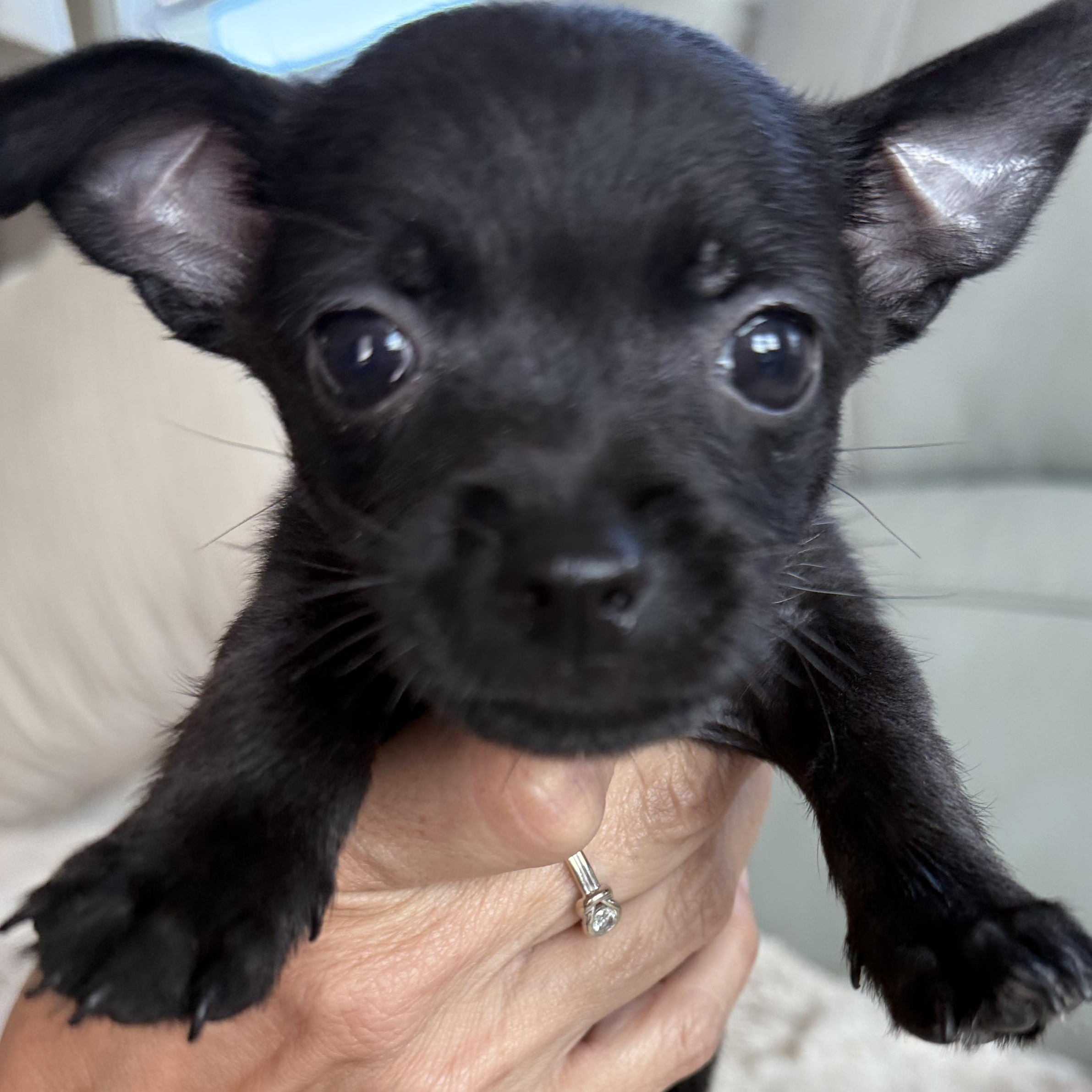 Enlarge Nero, a ADOPTABLE Chihuahua in ISABELA, PR image 1/3