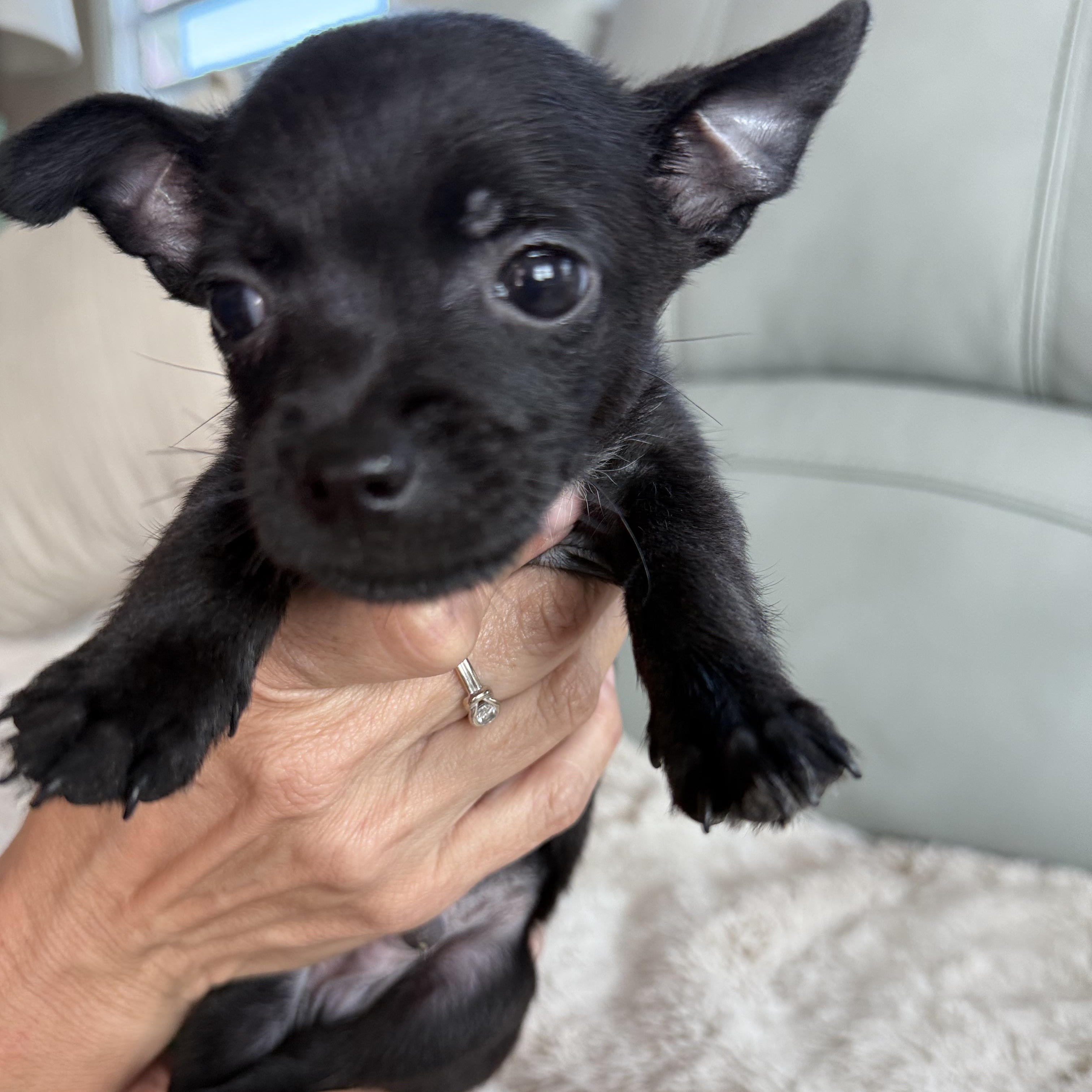 Enlarge Nero, a ADOPTABLE Chihuahua in ISABELA, PR image 2/3