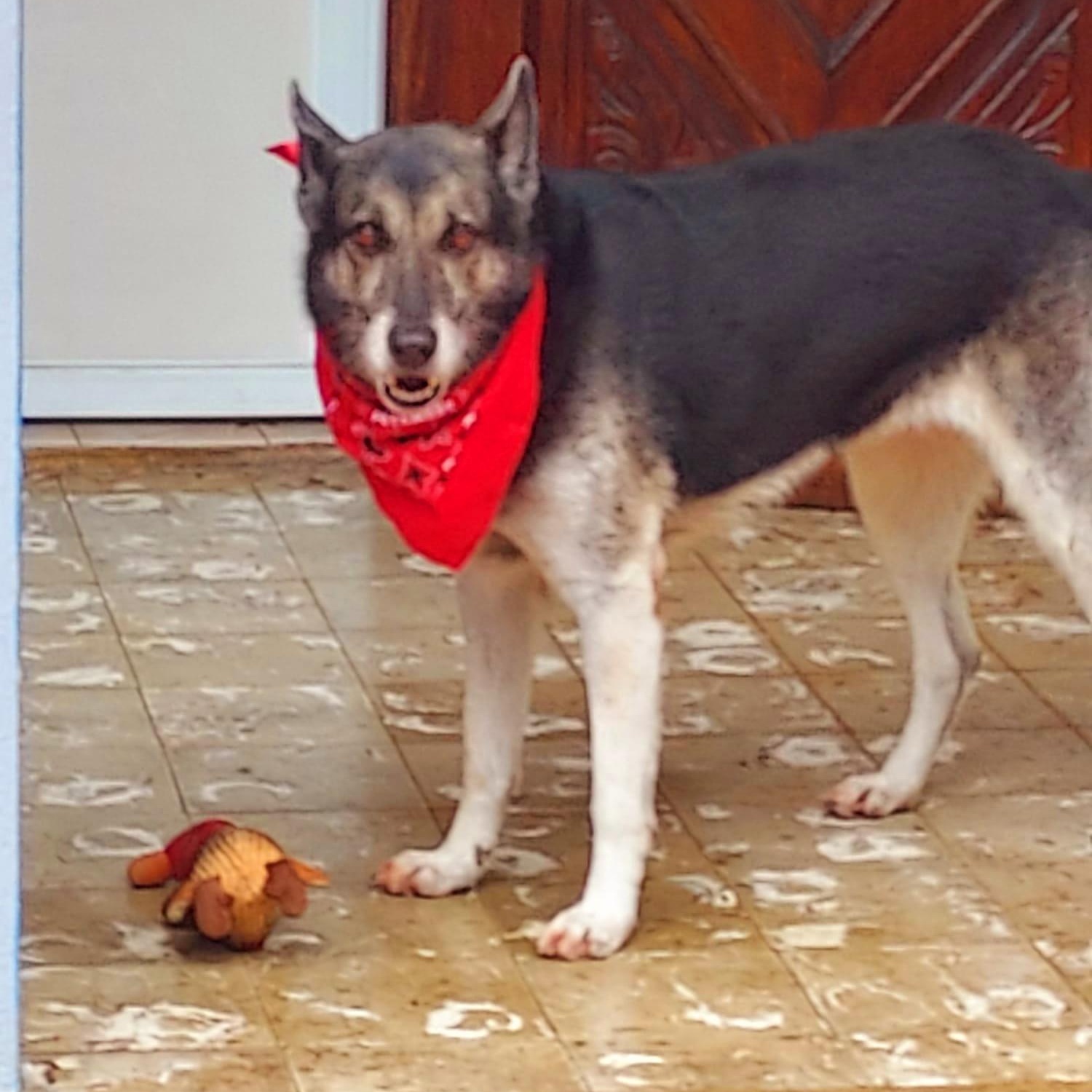 SAPHIRA "Pretty for you." (Currently in Puerto Rico), a Adoptable mixed breed in New York, NY image 2/3