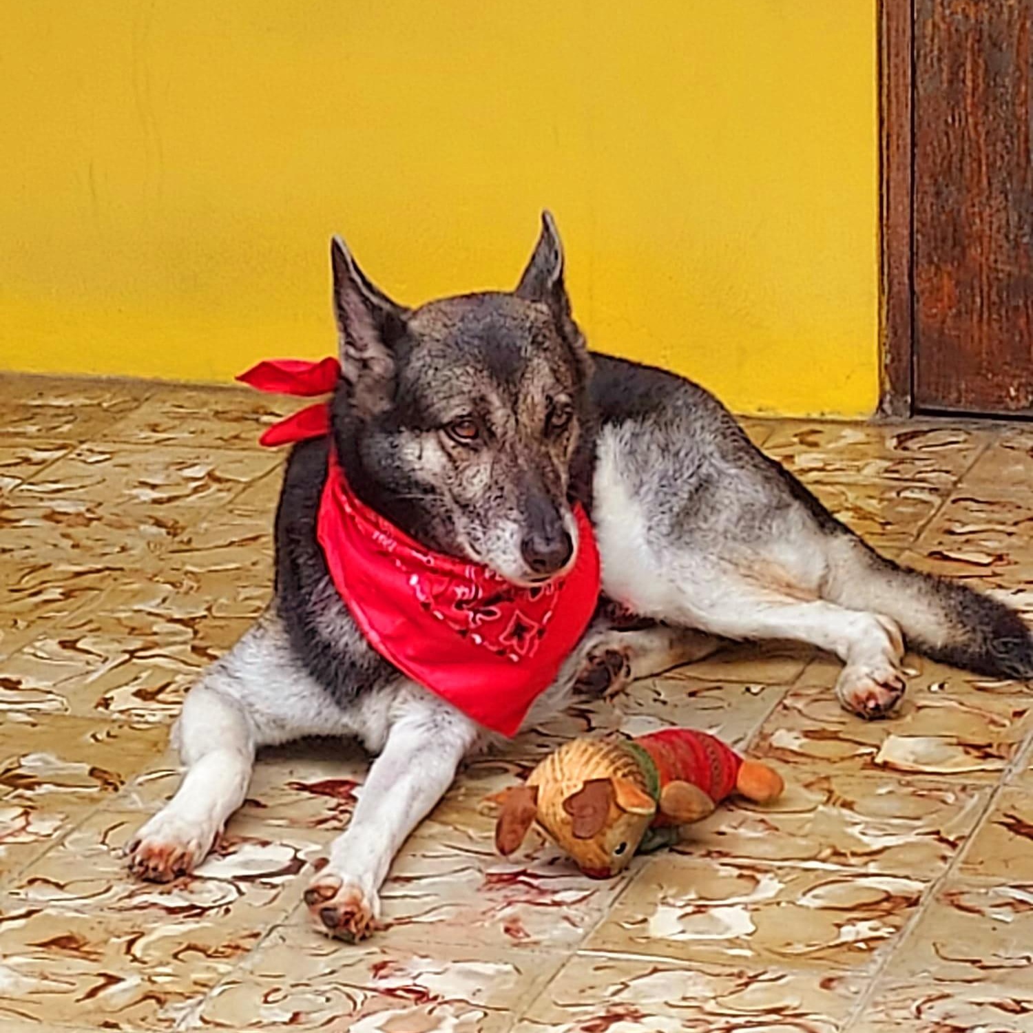 SAPHIRA "Pretty for you." (Currently in Puerto Rico), a Adoptable mixed breed in New York, NY image 3/3