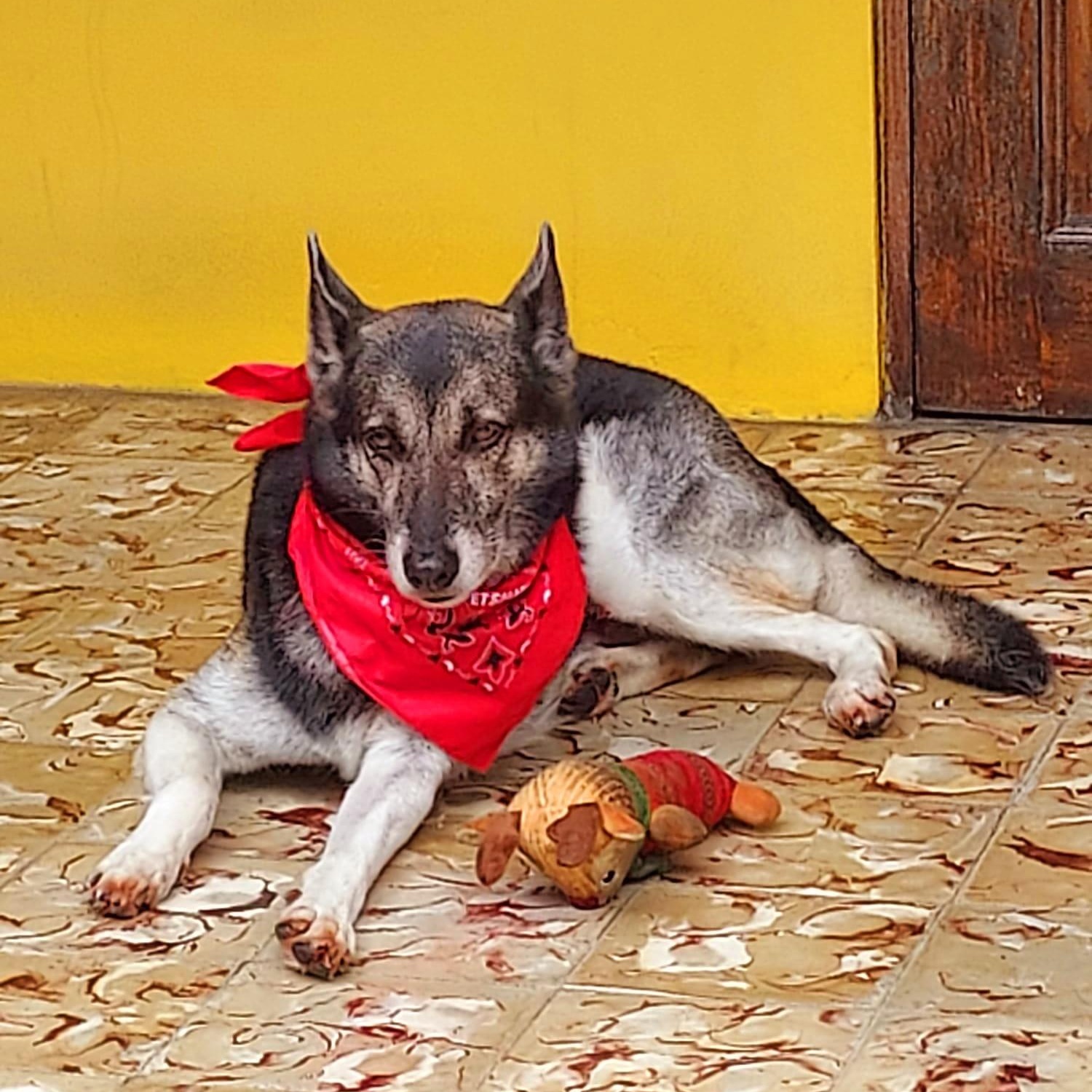 SAPHIRA "Pretty for you." (Currently in Puerto Rico), a Adoptable mixed breed in New York, NY image 1/3