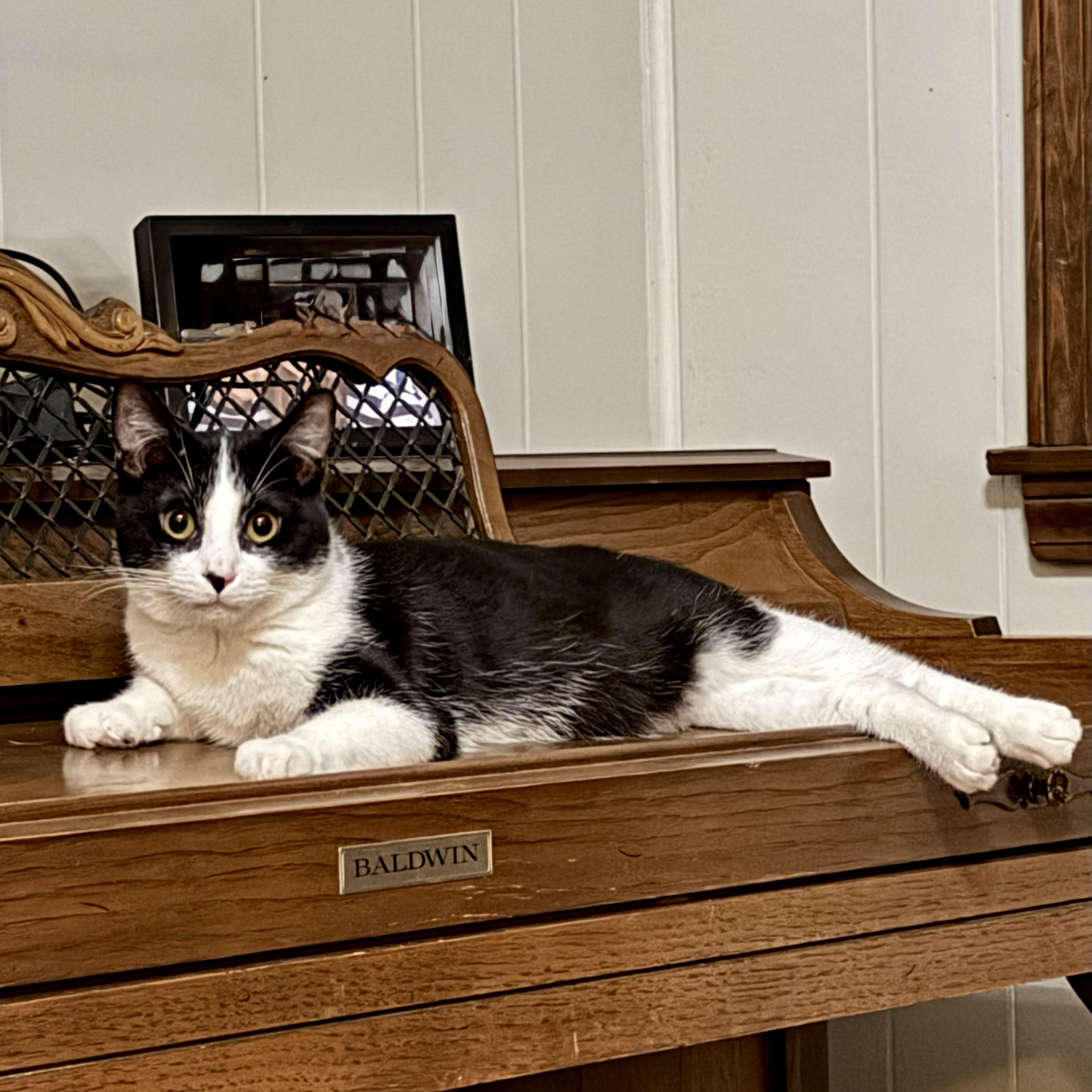 Balboa Kitty — thumbnail 2