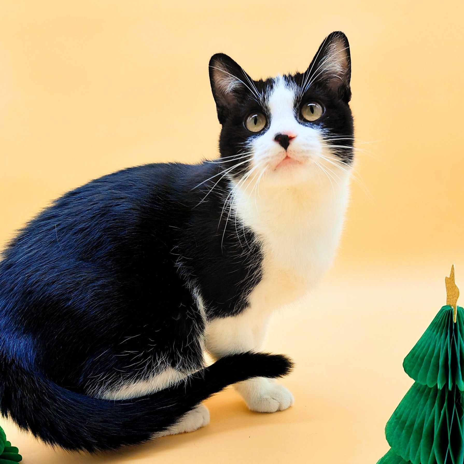 Balboa Kitty — thumbnail 3