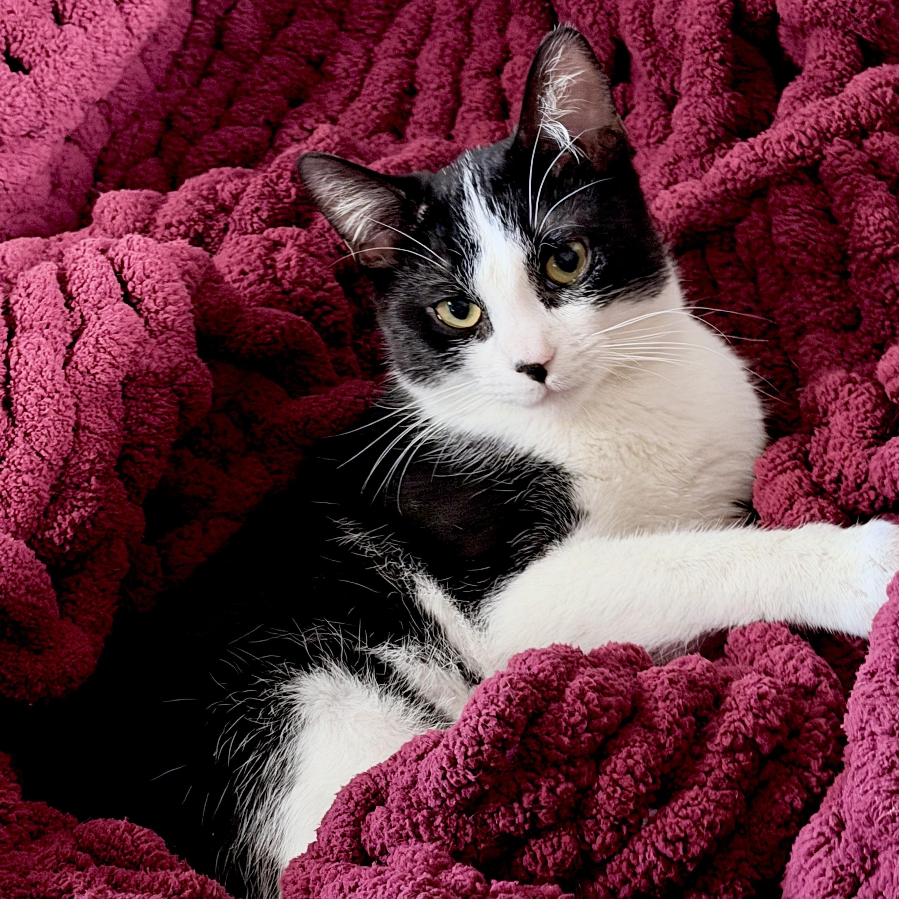 Balboa Kitty — thumbnail 4