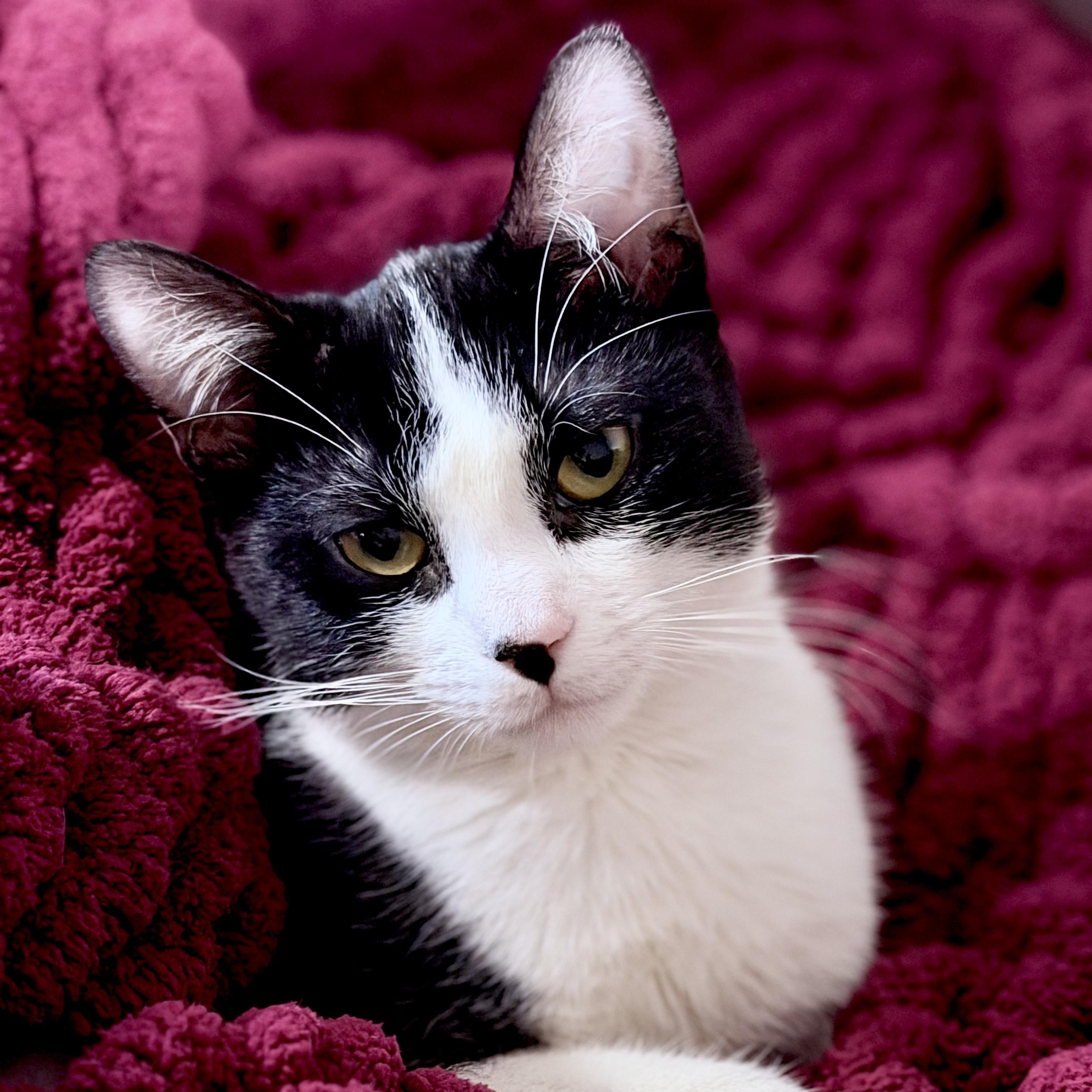 Balboa Kitty — thumbnail 5