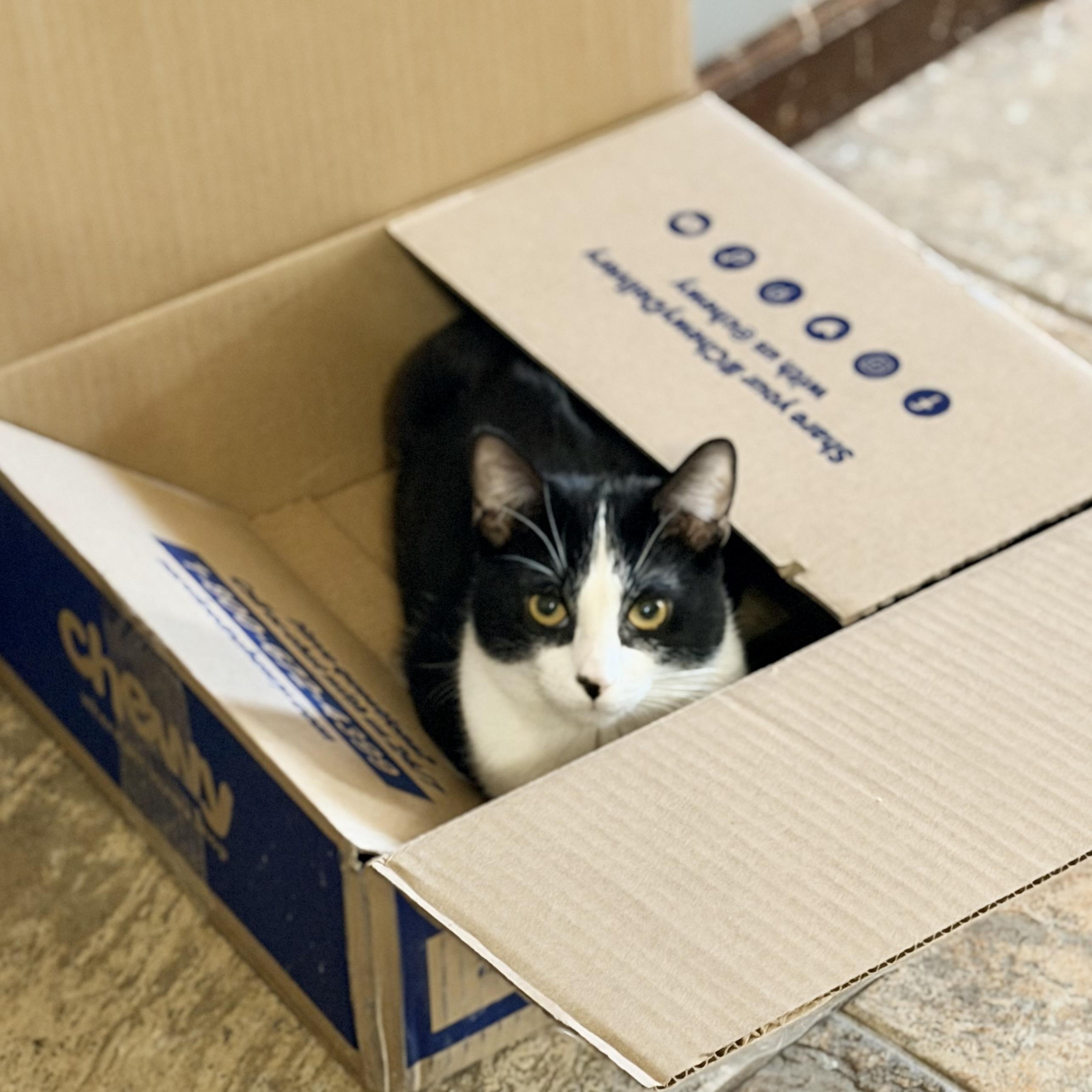 Balboa Kitty — thumbnail 6