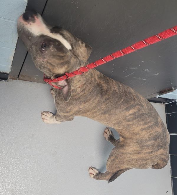 Pen 127c Terry, a Adoptable mixed breed in Lawrenceville, GA image 1/2