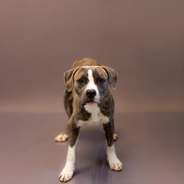 Pen 127c Terry, a Adoptable mixed breed in Lawrenceville, GA image 2/2