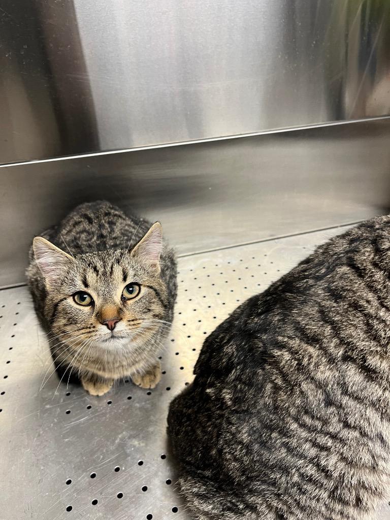 Mario, Adoptable, Kitten Male Domestic Short Hair.