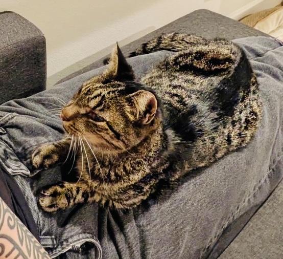 Frida, a Adoptable mixed breed in Waterford, CT image 5/6