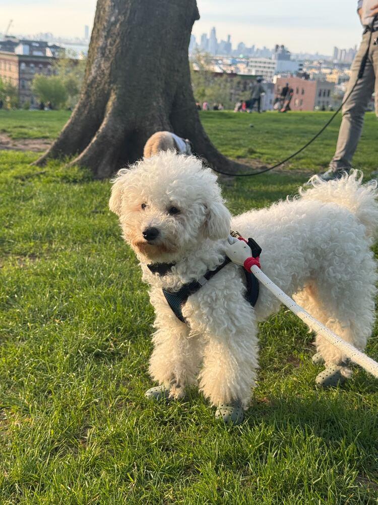 Shania, Adoptable, Adult Female Bichon Frise.
