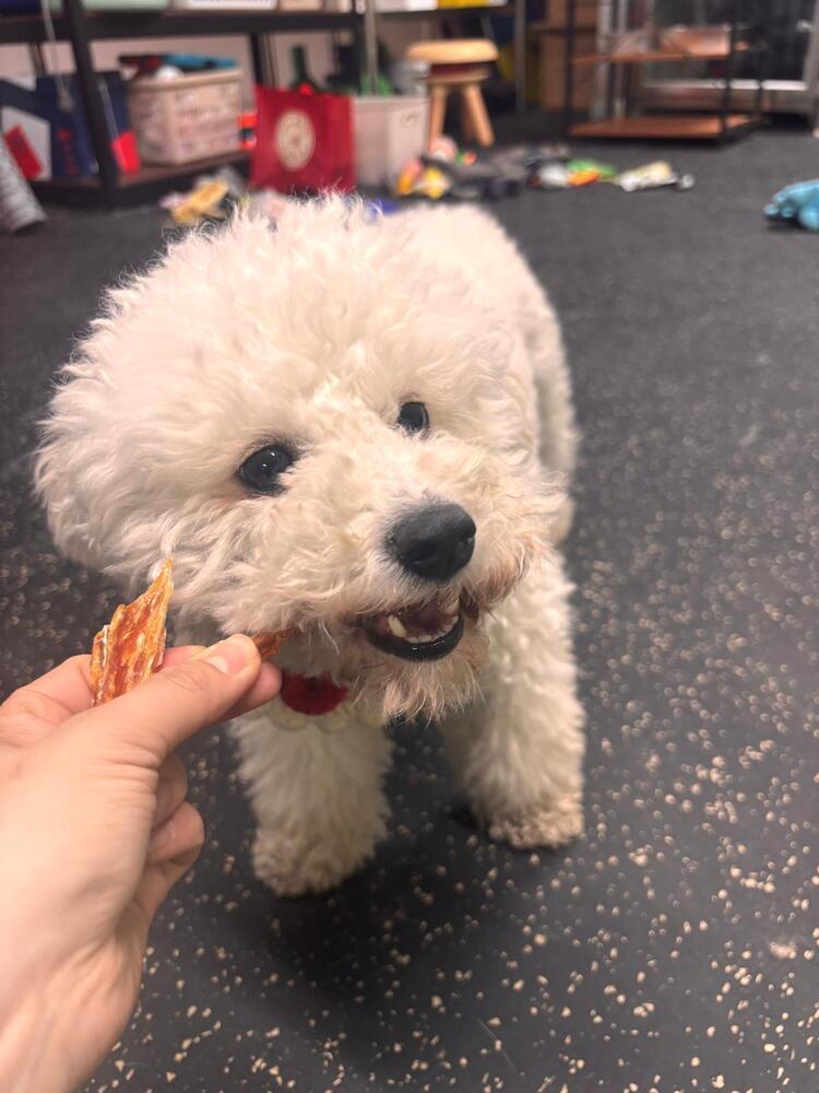 Enlarge Shania, a Adoptable Bichon Frise in Long Island City, NY image 2/6