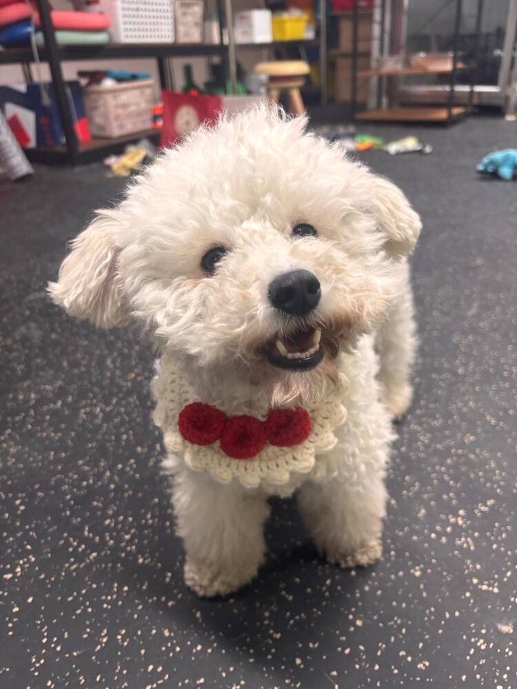 Enlarge Shania, a Adoptable Bichon Frise in Long Island City, NY image 3/6