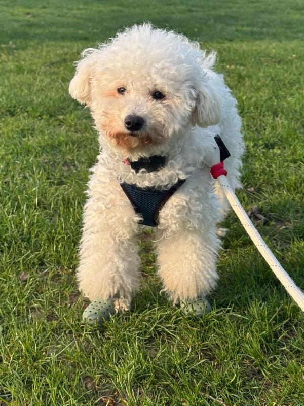 Enlarge Shania, a Adoptable Bichon Frise in Long Island City, NY image 4/6