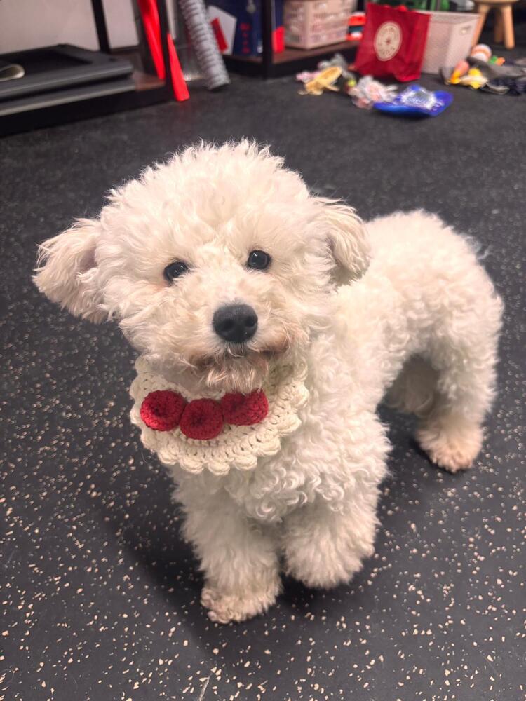 Enlarge Shania, a Adoptable Bichon Frise in Long Island City, NY image 5/6