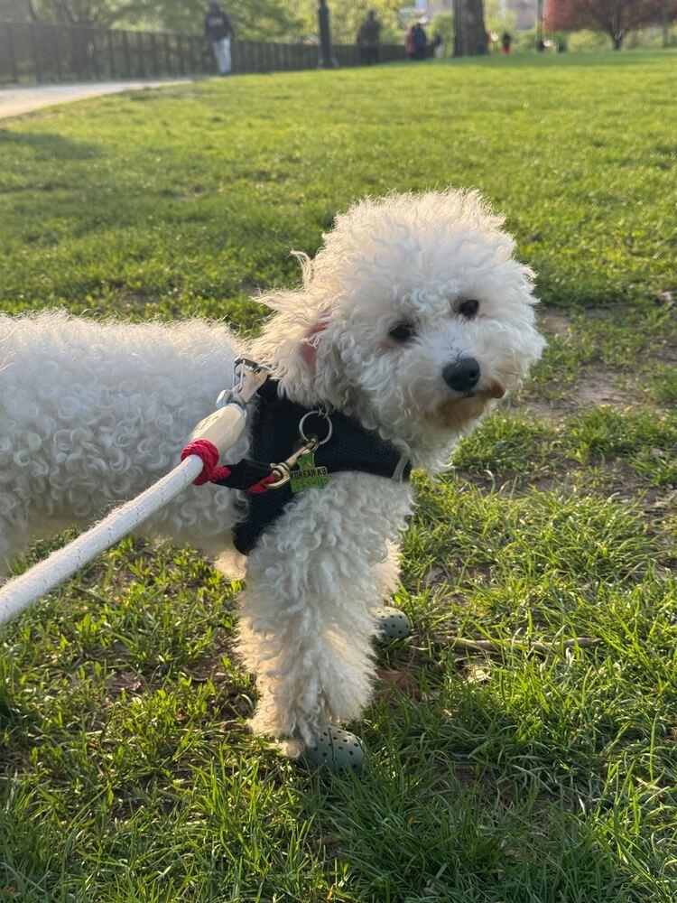 Enlarge Shania, a Adoptable Bichon Frise in Long Island City, NY image 6/6