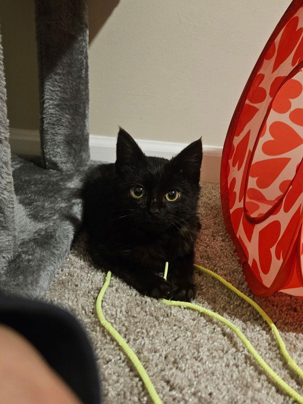 Junior, Adoptable, Young Male Domestic Short Hair.