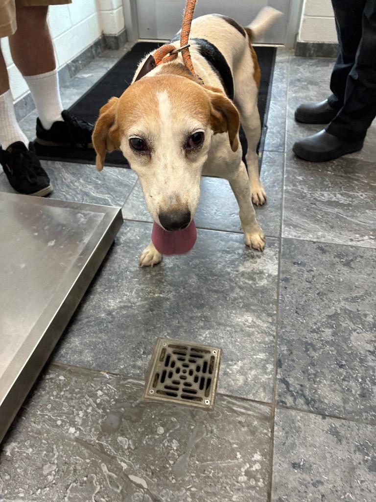 Enlarge Dixie, a Adoptable Hound in Oxford, NC image 1/2