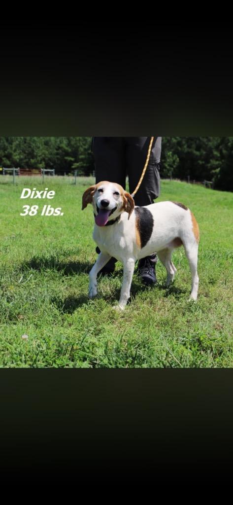 Enlarge Dixie, a Adoptable Hound in Oxford, NC image 2/2