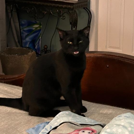 Taylor Wednesday, Adoptable, Kitten Female Domestic Short Hair.