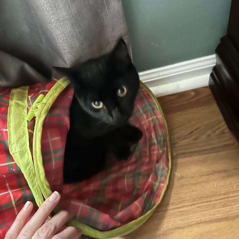 Enlarge Taylor Wednesday, a Adoptable mixed breed in Pitman, NJ image 2/2