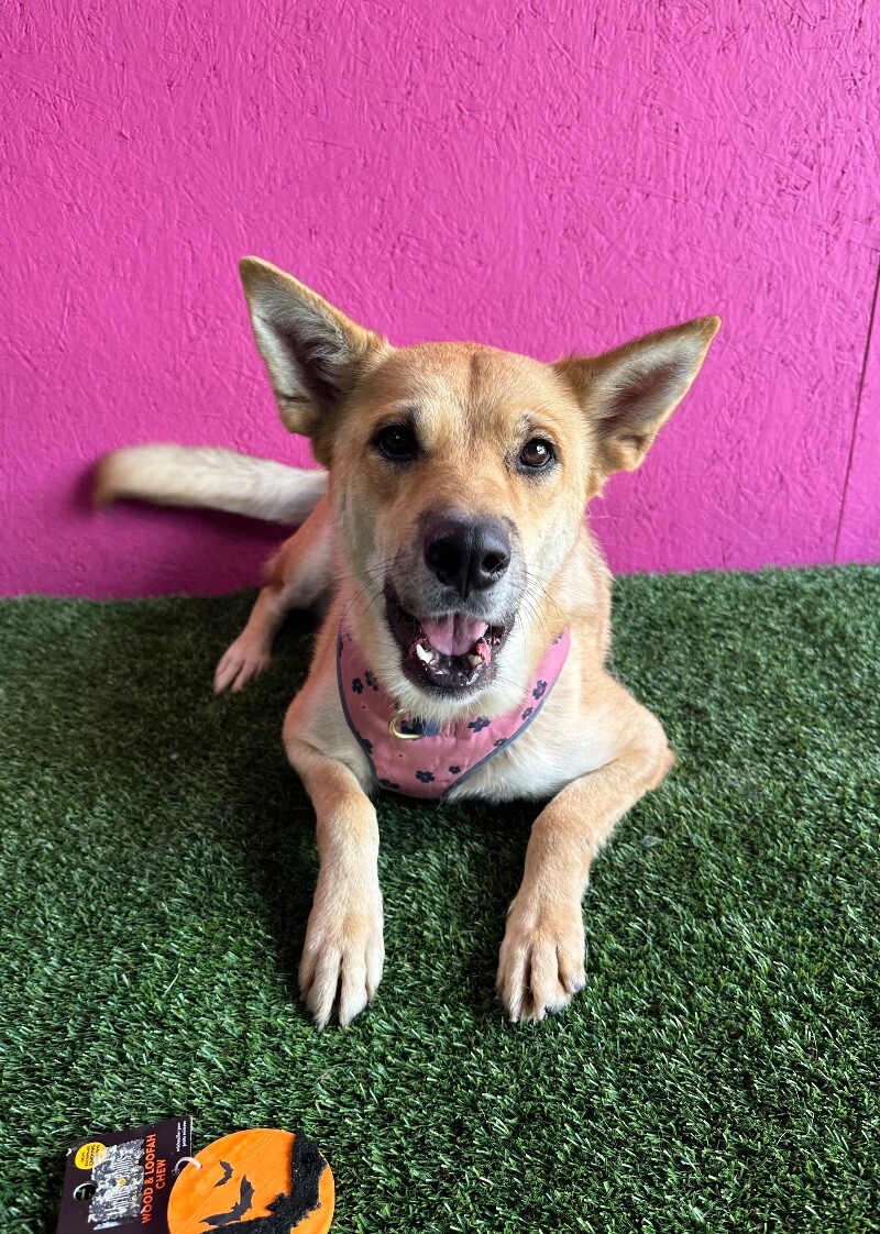 Dog for adoption Lucia, a German Shepherd Dog Mix in Las Vegas, NV