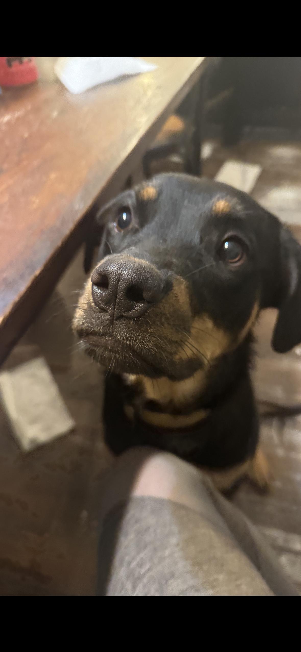 Enlarge Remi, a Adopted Rottweiler in Ramona, CA image 1/3