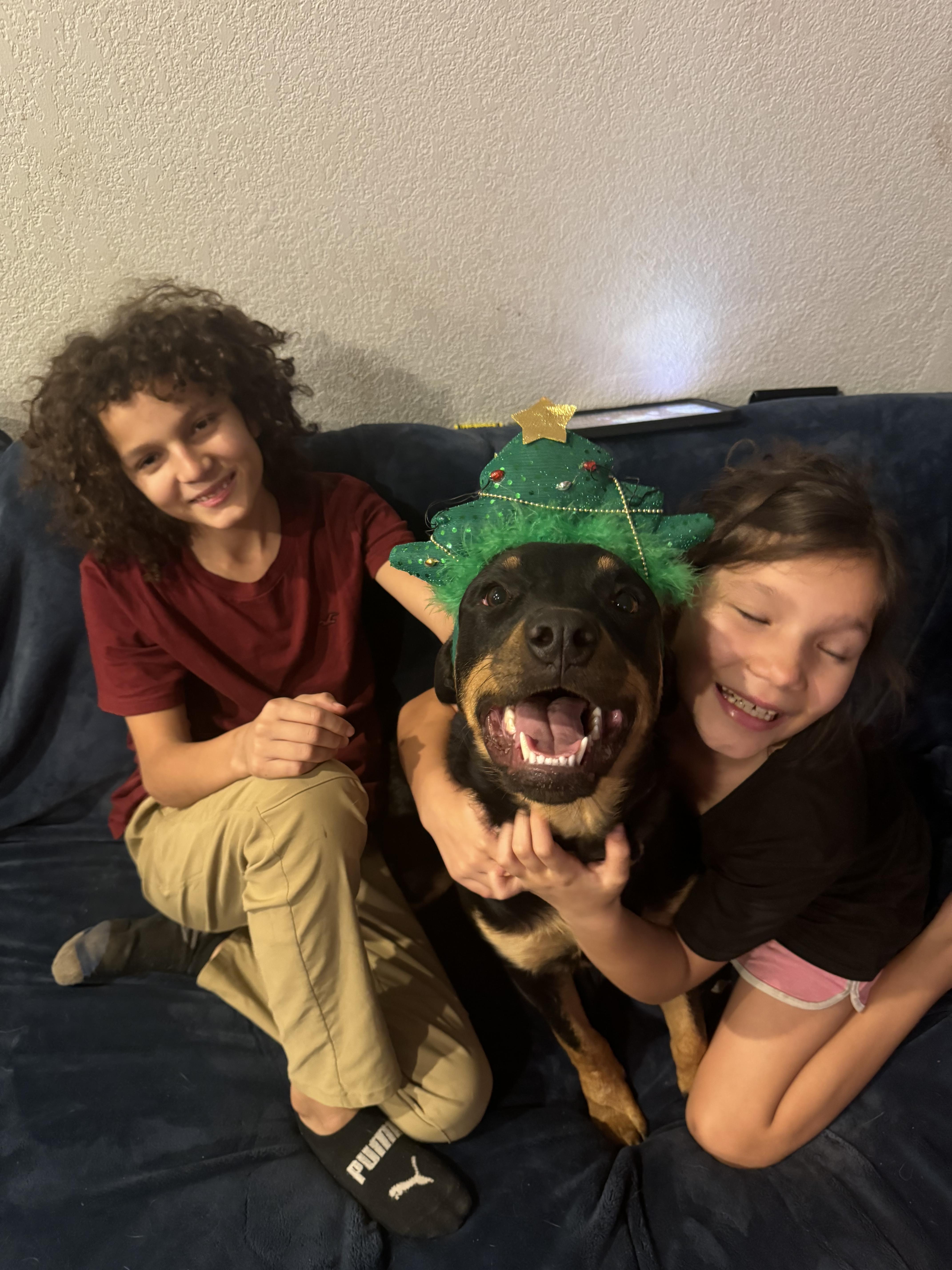 Remi, Adopted, Young Female Rottweiler.