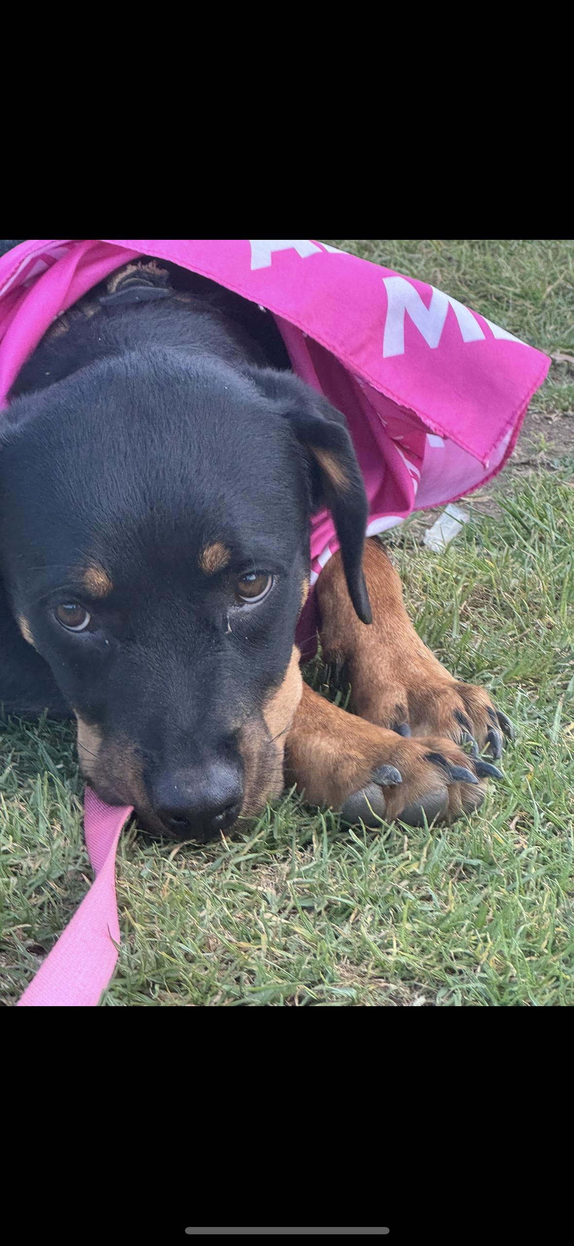 Enlarge Remi, a Adopted Rottweiler in Ramona, CA image 3/3