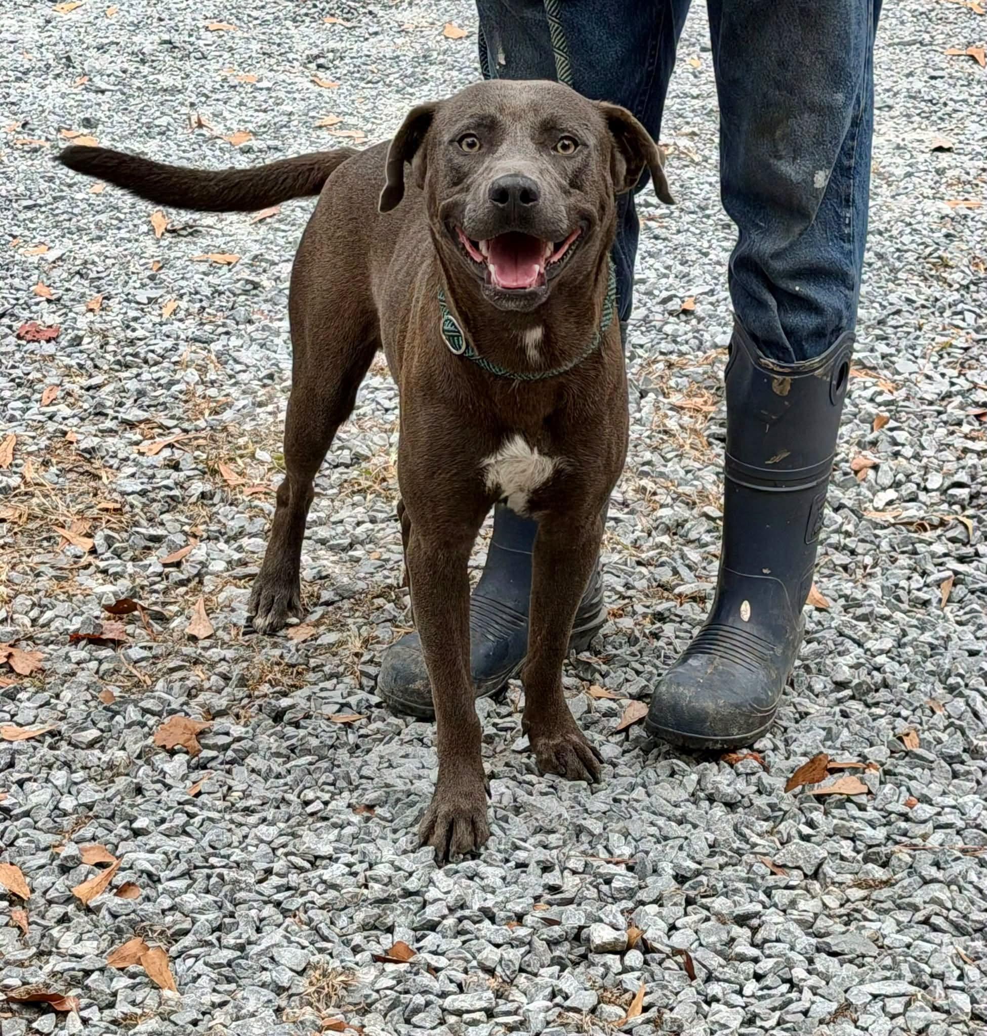 Joker, Adoptable, Adult Male Labrador Retriever.