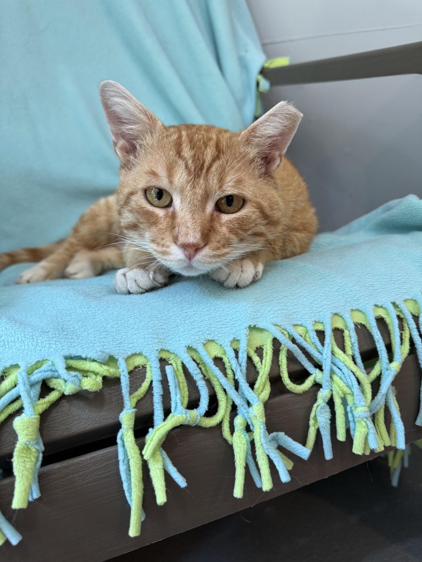 Toulouse, an adoptable Domestic Short Hair in Ridgefield, CT image 4/5