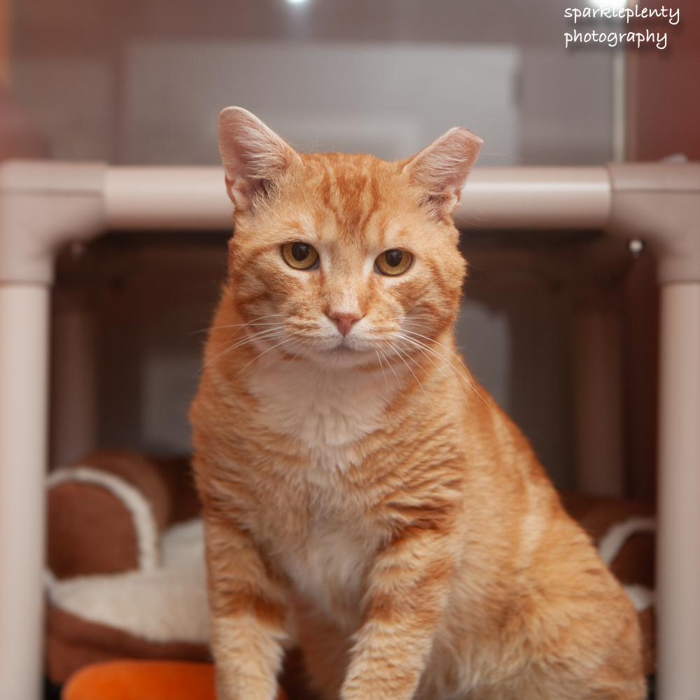 Toulouse, an adoptable Domestic Short Hair in Ridgefield, CT image 3/5