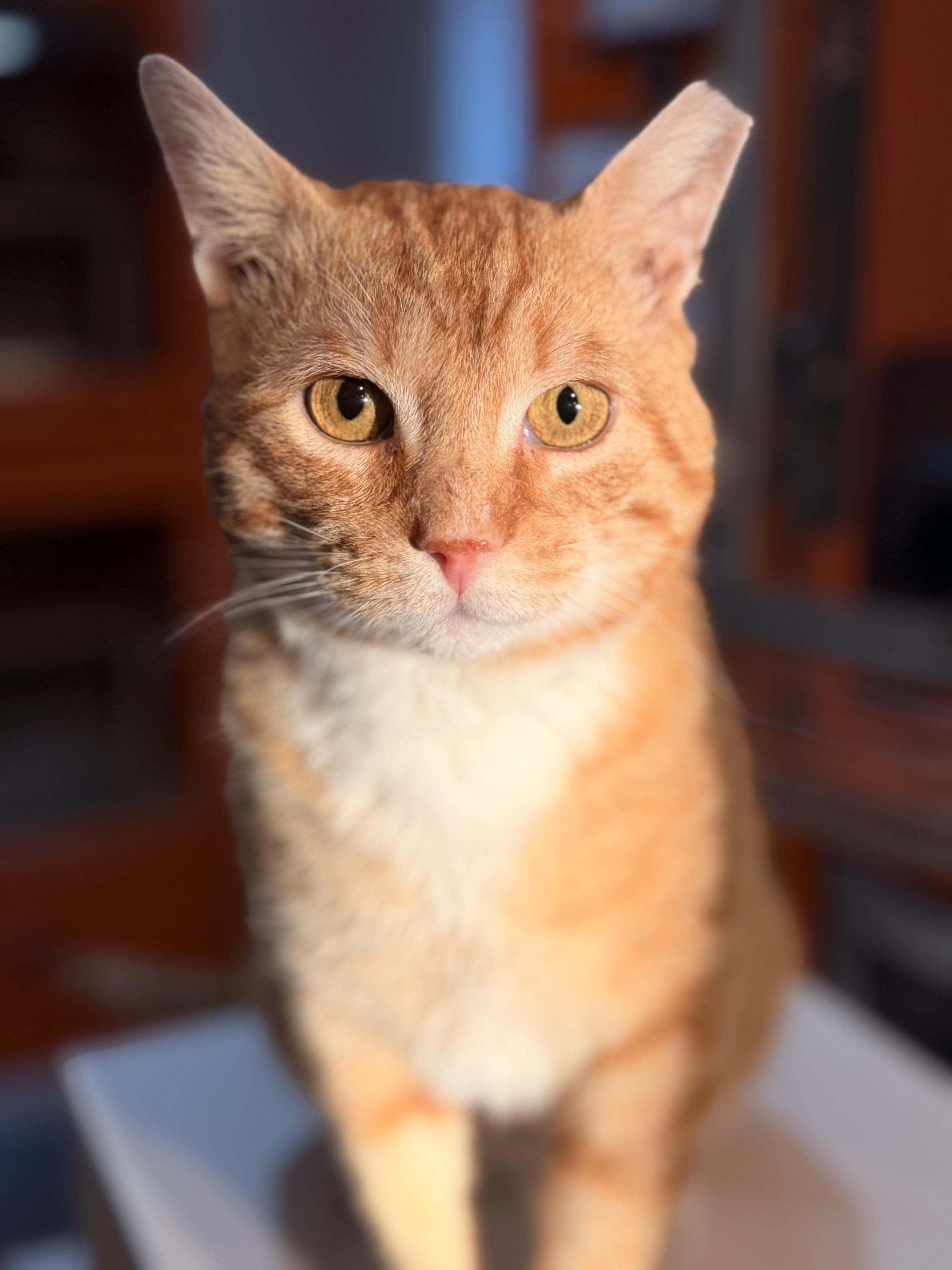 Toulouse, an adoptable Domestic Short Hair in Ridgefield, CT image 5/5