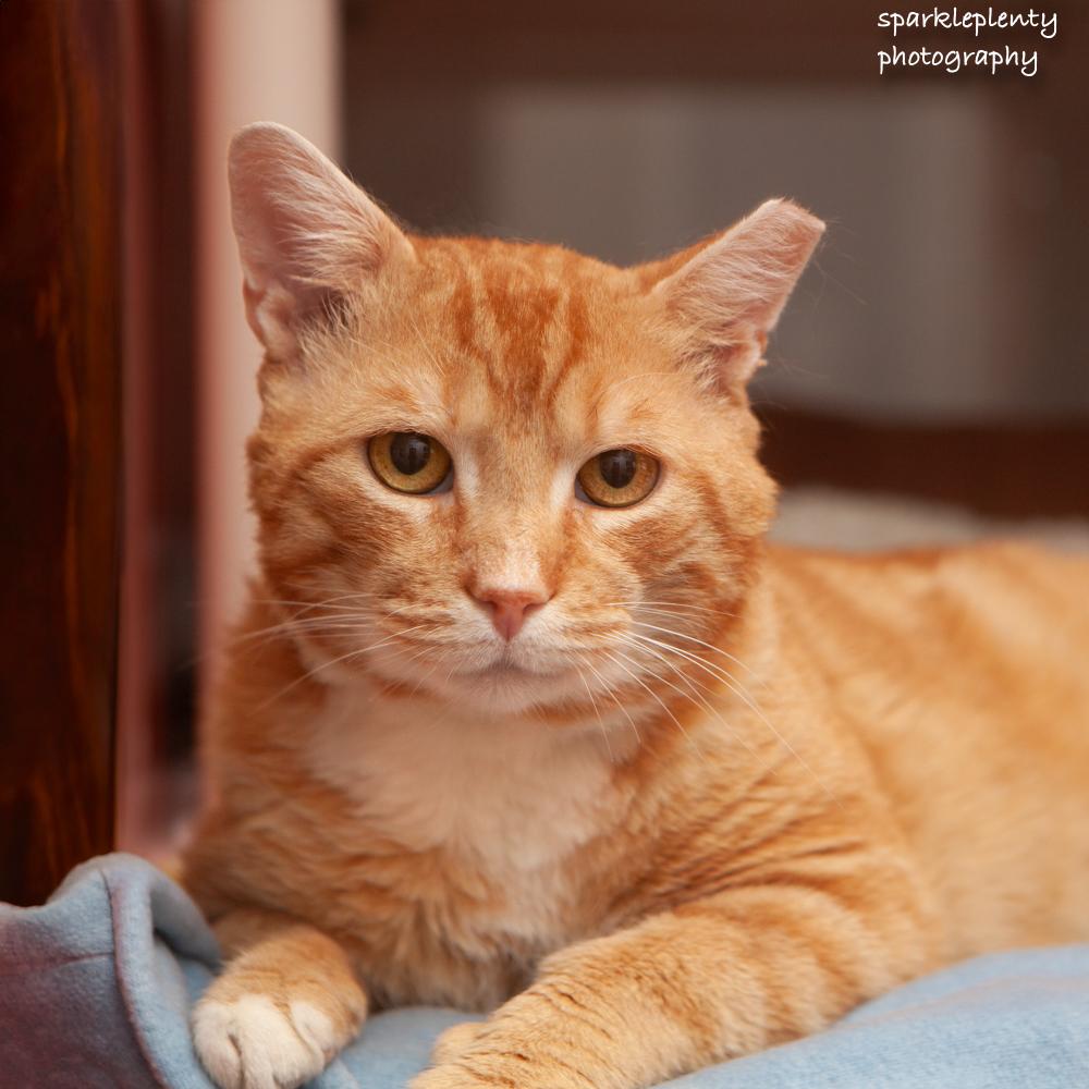 Toulouse, adoptable, Adult Male Domestic Short Hair.