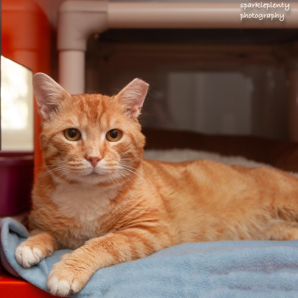 Toulouse, an adoptable Domestic Short Hair in Ridgefield, CT image 2/5